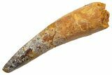 Fossil Spinosaurus Tooth - Real Dinosaur Tooth #330031-1